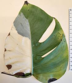   P. paullula  sori on  Monstera  leaf
